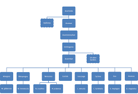 blue jay robin cardinal finch and pelican taxonomy chart