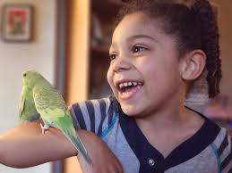 Hi 👋 , looking for a hand raised budgies. Located in cairns.