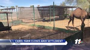 A desert safari and other adventures in abu dhabi. Yuma S Camel Farm Closes After 20 Years Kyma