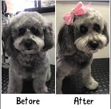 The purple paw hydro+ highback hydrobath. Perfect Paws Dog Grooming Home Facebook