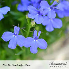 Image result for Lobelia erinus