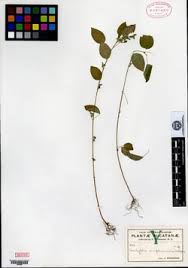 Image result for Acalypha caperonioides
