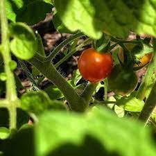 Im Sorry I Misnamed This Tomato On My Prior Posts It Is Actually Called Mexico Midget Not Mexican Midget Although I Dont Think Tomato Instagram Life Mexican