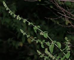 Image result for Mesosphaerum pectinatum