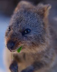 Quokkas Are Native To Southwestern Australia Very Easily Found On Rottnest Island Off The Coast Of Perth They Are V Happy Animals Cute Animals Scary Animals