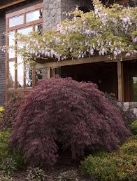 A strong grower, developing beautiful cascading branches. Crimson Queen Japanese Maple
