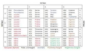 Genetic Code Coding Genetics Tyrosine