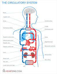 Major Organs The Circulatory System Main Organ Parts And Functions Quiz Worksheet Study Circulatory System Human Circulatory System Circulation System