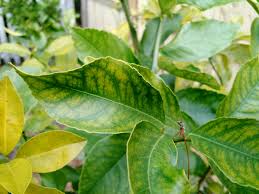 Greasy spot develops as spores from the fungus mycosphaerella citri germinate and colonize on the underside of meyer lemon tree leaves. Meyer Lemon Possible Citrus Greening General Fruit Growing Growing Fruit