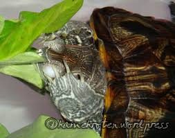 Turtle Fact 5 What To Eat And What Not To Eat Underneath The Shell