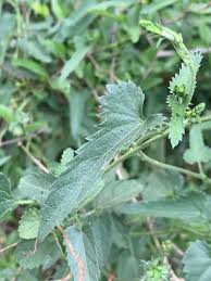 Image result for Tragia okanyua