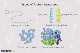 Four Types of Protein Structure