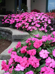 Image result for Impatiens salpinx