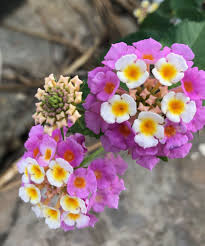 Pin On Lantana Cali Minesi