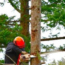Robles tree service llc usdot number: Neumann Sons Tree Service Tree Service Paso Robles Ca Projects Photos Reviews And More Porch