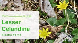 Image result for Ranunculaceae