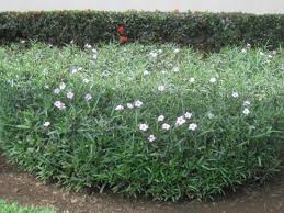 Check spelling or type a new query. Mexican Petunias Were All Around And Cut Back Like Hedges Truly Beautiful Picture Of Hotel Riu Guanacaste Playa Matapalo Tripadvisor