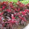 What's in bloom in la florida, 'land of flowers'? 1