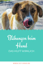 Blahungen Beim Hund So Kannst Du Deinem Hund Helfen Tierarzt Onlinetierarzt Blahungen Gesunderhund Krankerhund Hu Hunde Hunde Ernahrung Hundeernahrung