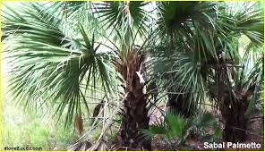 نخيل سبال نخيلي او السابال النخيلي sabal palmetto قسم النبات المائي النبات معلومان عامه معلوماتية plant leaves plants leaves