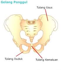 Rangka manusia lengkap dengan bahasa latinnya. Kerangka Manusia Fungsi Bagian Bagian Rangka Serta Penjelasannya