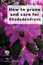 Caring For And Pruning Rhododendrons Pruning Rhododendrons Azaleas Care Rhododendron Care