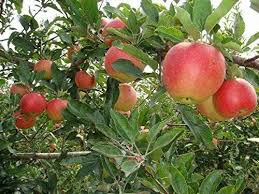 3 basic trees (citron, lime and mandarin) are generated in warm forest or plains biomes. 1 Dwarf Honey Crisp Apple Tree 2 3 Ft Flowering Fruit Trees Sale Today Only Buy Online In Angola At Angola Desertcart Com Productid 163383456