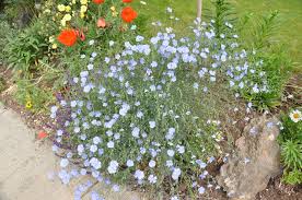 Image result for Linum