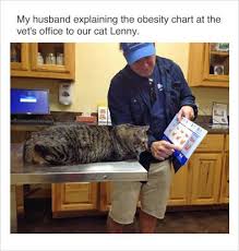 10 Fresh Cat Memes 8 Explain The Obesity Chart To The Fat