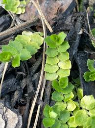 Image result for Mellera lobulata