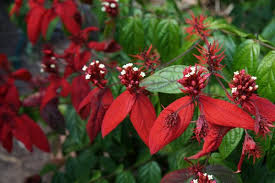 Image result for Mussaenda