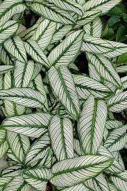 Calathea Ornata Cv 01 Tropische Pflanzen Grunpflanzen Pflanzenblatter