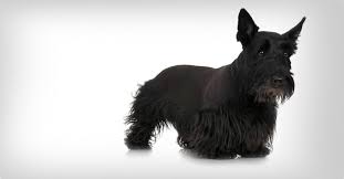 Image result for ČESKÝ TERIÉR