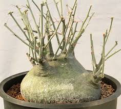 Image result for Adenia spinosa