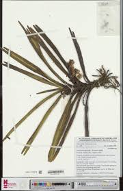 Image result for Cyrtorchis neglecta