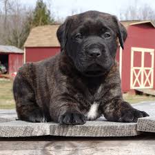 A combination of grandeur and good nature as well as courage and docility, he was bred in england and used as a watchdog for more than two thousand years. Mastador Puppies Available At Covenant Farm Puppies