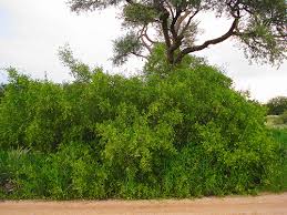 Image result for Salvadora persica