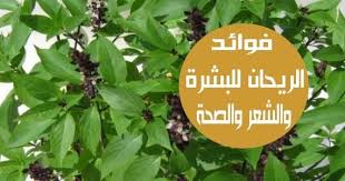 الريحان هو أحد النباتات التي تحتل مكانة خاصة عند معظم الأسر لديها العديد من الفوائد لصحتنا وجمالنا ايضا وهنا في هذه المقالة سوف نشارك بعض فوائد ال Herbs Plants