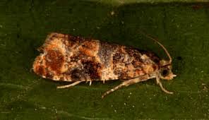 Image result for Lobesia botrana grapevine