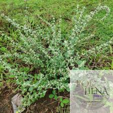 Image result for Aerva