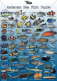 fish identification guide fish marine fish fish chart