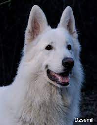 A fehér svájci juhász egy viszonylag fiatal fajta, amely a német juhász rokonságában áll. 26 White Swiss Shepherd Berger Balnk Suisse Svajci Feher Juhaszkutya Ideas Juhaszkutya Feher Svajc