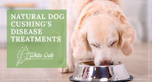 Cancer in dogs and cats is a growing epidemic. Natural Dog Cushing S Disease Treatments White Oak Animal Hospital