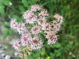 Image result for Pimpinella ledermannii