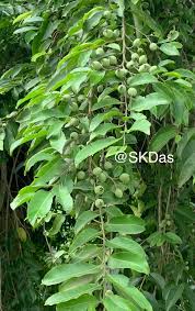 Image result for Putranjivaceae