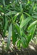 Image result for Ficus barteri