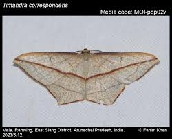 Image result for Timandra griseata