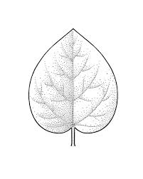 Image result for leaf shape obovate