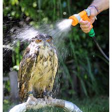 Baby owl after a bath. Owl Getting A Bath Hello Adorable