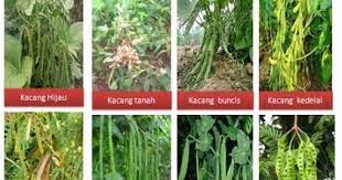 We did not find results for: Pengelompokan Organisme Dapat Didasarkan Atas Keanekaragaman Tingkat Gen Tingkat Spesies Dan Ekosistem Makhluk Hidup Berikut Yang Menunjukan Keanekaragaman Tingkat Spesies Adalah Blog Pak Pandani